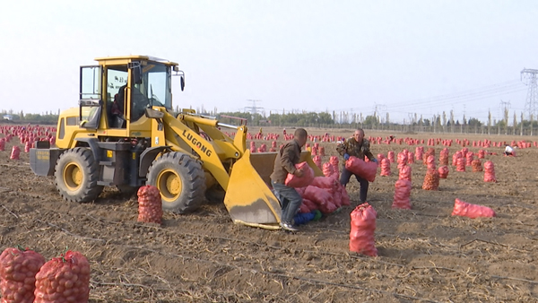 山西省大同市小南头街道：千亩土豆采收忙 丰收画卷映金秋